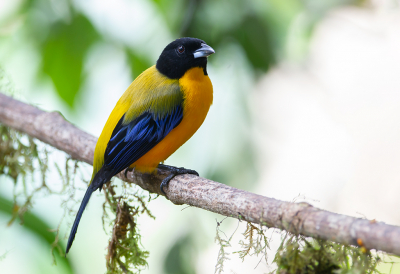 <i class='fa fa-user'></i> charlysax |   Zwartkinbergtangare  <i class='fa fa-eye'> 181</i>  <i class='fa fa-thumbs-up'> 9</i>   <i class='fa fa-comment-o'> 7</i>