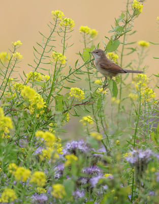 <i class='fa fa-user'></i> loek van de Leur |   Grasmus  <i class='fa fa-eye'> 338</i>  <i class='fa fa-thumbs-up'> 11</i>   <i class='fa fa-comment-o'> 10</i>