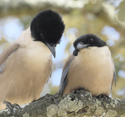 <i class='fa fa-user'></i> josephine |   Blauwe Ekster  <i class='fa fa-eye'> 182</i>  <i class='fa fa-thumbs-up'> 3</i>   <i class='fa fa-comment-o'> 7</i>