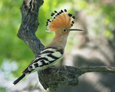 <i class='fa fa-user'></i> corvanspijk |   Hop  <i class='fa fa-eye'> 312</i>  <i class='fa fa-thumbs-up'> 8</i>   <i class='fa fa-comment-o'> 9</i>