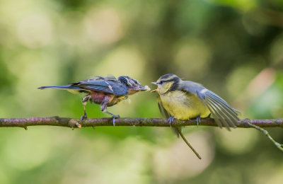 <i class='fa fa-user'></i> pietwil |   Pimpelmees  <i class='fa fa-eye'> 251</i>  <i class='fa fa-thumbs-up'> 1</i>   <i class='fa fa-comment-o'> 5</i>