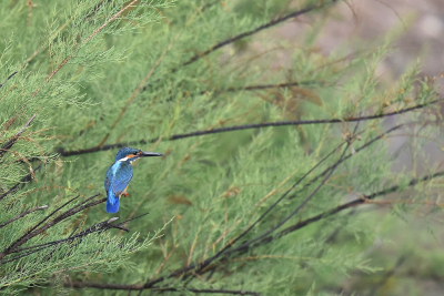 <i class='fa fa-user'></i> Gerard Visser |   IJsvogel  <i class='fa fa-eye'> 255</i>  <i class='fa fa-thumbs-up'> 2</i>   <i class='fa fa-comment-o'> 10</i>