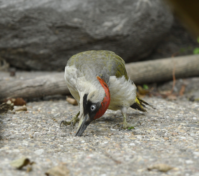 <i class='fa fa-user'></i> henkdikkers |   Groene Specht  <i class='fa fa-eye'> 290</i>  <i class='fa fa-thumbs-up'> 9</i>   <i class='fa fa-comment-o'> 14</i>