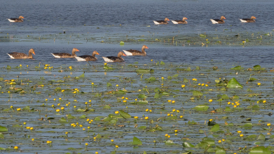 <i class='fa fa-user'></i> Truus Aletta Maan |   Grauwe Gans  <i class='fa fa-eye'> 204</i>  <i class='fa fa-thumbs-up'> 1</i>   <i class='fa fa-comment-o'> 7</i>