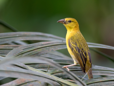 <i class='fa fa-user'></i> Paul van Giersbergen |   Principewever  <i class='fa fa-eye'> 136</i>  <i class='fa fa-thumbs-up'> 2</i>   <i class='fa fa-comment-o'> 3</i>