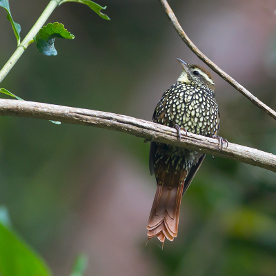 <i class='fa fa-user'></i> charlysax |   Parelboomloper  <i class='fa fa-eye'> 150</i>  <i class='fa fa-thumbs-up'> 3</i>   <i class='fa fa-comment-o'> 3</i>