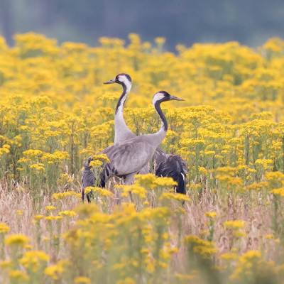 <i class='fa fa-user'></i> Peter Soer |   Kraanvogel  <i class='fa fa-eye'> 462</i>  <i class='fa fa-thumbs-up'> 11</i>   <i class='fa fa-comment-o'> 6</i>