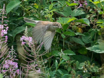 <i class='fa fa-user'></i> Hillebrand Keun |   Grauwe Klauwier  <i class='fa fa-eye'> 281</i>  <i class='fa fa-thumbs-up'> 4</i>   <i class='fa fa-comment-o'> 10</i>