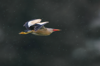 <i class='fa fa-user'></i> Hans Overduin |   Woudaap  <i class='fa fa-eye'> 426</i>  <i class='fa fa-thumbs-up'> 25</i>   <i class='fa fa-comment-o'> 14</i>