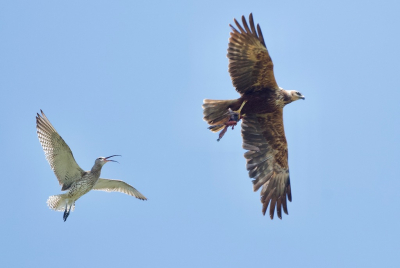 <i class='fa fa-user'></i> fvanderkruk |   Wulp  <i class='fa fa-eye'> 458</i>  <i class='fa fa-thumbs-up'> 5</i>   <i class='fa fa-comment-o'> 12</i>