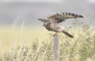 <i class='fa fa-user'></i> Ido |   Grauwe Kiekendief  <i class='fa fa-eye'> 296</i>  <i class='fa fa-thumbs-up'> 3</i>   <i class='fa fa-comment-o'> 3</i>