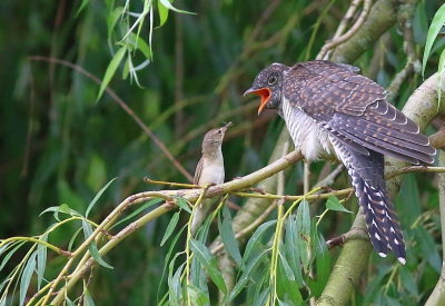 <i class='fa fa-user'></i> fransvanegmond |   Koekoek  <i class='fa fa-eye'> 451</i>  <i class='fa fa-thumbs-up'> 15</i>   <i class='fa fa-comment-o'> 11</i>