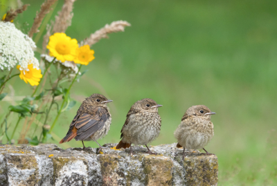 <i class='fa fa-user'></i> Truus Aletta Maan |   Gekraagde Roodstaart  <i class='fa fa-eye'> 431</i>  <i class='fa fa-thumbs-up'> 17</i>   <i class='fa fa-comment-o'> 11</i>
