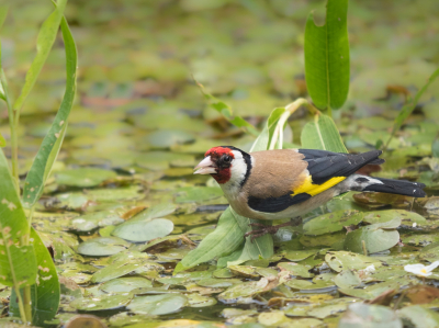 <i class='fa fa-user'></i> Truus Aletta Maan |   Putter  <i class='fa fa-eye'> 214</i>  <i class='fa fa-thumbs-up'> 2</i>   <i class='fa fa-comment-o'> 3</i>