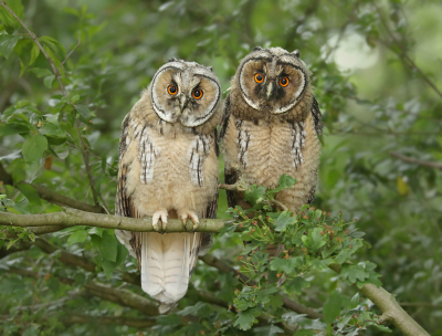 Weinig tijd de laatste tijd maar bij deze nog maar weer een Ransuiltje! Deze twee jonge vogels zaten fantastisch leuk naast elkaar op een tak in de avond en waren net een beetje actief aan het worden. Ze waren druk aan het rondkijken en keken 1x precies allebei recht de lens in. Dat zorgde ervoor dat de koppies mooi stil stonden wat met 1/20e (iso 3200) wel een must was... De blikken vind ik hier lekker indringend en het kleurverschil is een leuke bonus!

Groeten, Thijs