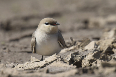 <i class='fa fa-user'></i> Gerard Visser |   Kleine Vorkstaartplevier  <i class='fa fa-eye'> 221</i>  <i class='fa fa-thumbs-up'> 7</i>   <i class='fa fa-comment-o'> 8</i>
