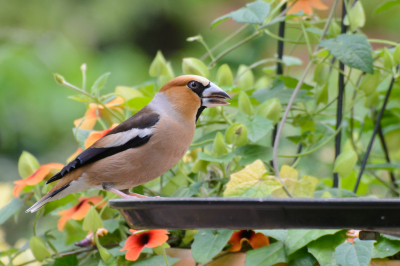 Tijdens mijn vakantie vertelde een vaste campinggast dat er veel vogels bij hem kwamen eten, waaronder een appelvink. Ik mocht best op bezoek komen om een paar foto's te maken.