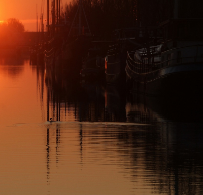 Langs de woonschepen aan de Harlingervaart,vist de fuut tot in de late uurtjes...