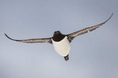 <i class='fa fa-user'></i> Richard Oud |   Zeekoet  <i class='fa fa-eye'> 275</i>  <i class='fa fa-thumbs-up'> 8</i>   <i class='fa fa-comment-o'> 8</i>