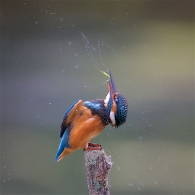 <i class='fa fa-user'></i> Harry Jamont |   IJsvogel  <i class='fa fa-eye'> 408</i>  <i class='fa fa-thumbs-up'> 11</i>   <i class='fa fa-comment-o'> 12</i>