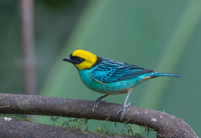 <i class='fa fa-user'></i> charlysax |   Geelkoptangare  <i class='fa fa-eye'> 165</i>  <i class='fa fa-thumbs-up'> 6</i>   <i class='fa fa-comment-o'> 0</i>