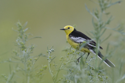 <i class='fa fa-user'></i> Ben Reitsma |   Citroenkwikstaart  <i class='fa fa-eye'> 268</i>  <i class='fa fa-thumbs-up'> 11</i>   <i class='fa fa-comment-o'> 9</i>