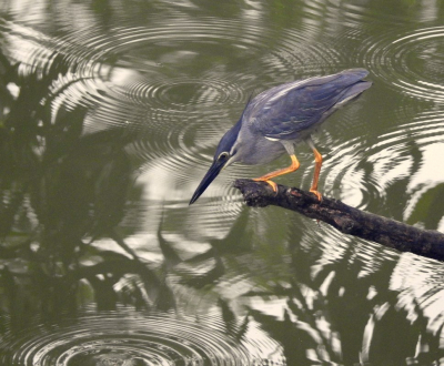 <i class='fa fa-user'></i> Eric van der Aa |   Mangrovereiger  <i class='fa fa-eye'> 229</i>  <i class='fa fa-thumbs-up'> 4</i>   <i class='fa fa-comment-o'> 5</i>