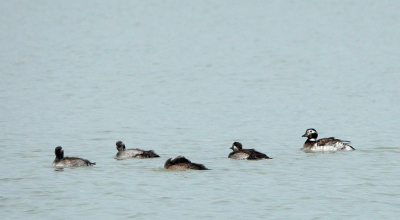 Gisteren een fantastische dag op de Markerwadden gehad.
Heel speciaal ook om de vier jongen van de eerst broedende ijseend in Nederland te kunnen zien.