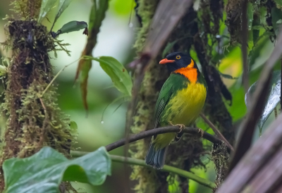 <i class='fa fa-user'></i> charlysax |   Oranjebuikcotinga  <i class='fa fa-eye'> 141</i>  <i class='fa fa-thumbs-up'> 9</i>   <i class='fa fa-comment-o'> 4</i>