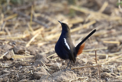 <i class='fa fa-user'></i> Gerard Visser |   Indisch Paapje  <i class='fa fa-eye'> 214</i>   <i class='fa fa-comment-o'> 10</i>