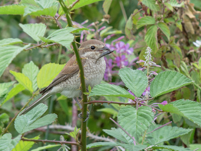 <i class='fa fa-user'></i> Hillebrand Keun |   Grauwe Klauwier  <i class='fa fa-eye'> 253</i>  <i class='fa fa-thumbs-up'> 9</i>   <i class='fa fa-comment-o'> 7</i>