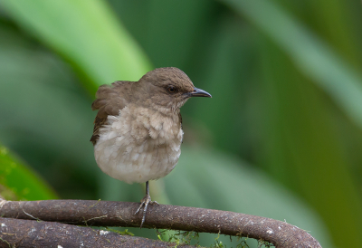 <i class='fa fa-user'></i> charlysax |   Zwartsnavellijster  <i class='fa fa-eye'> 136</i>  <i class='fa fa-thumbs-up'> 2</i>   <i class='fa fa-comment-o'> 1</i>