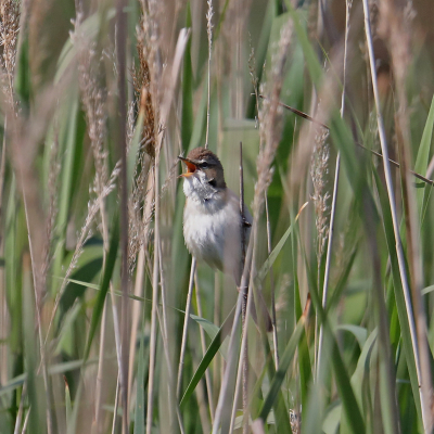 <i class='fa fa-user'></i> Henk Baptist |   Veldrietzanger  <i class='fa fa-eye'> 196</i>   <i class='fa fa-comment-o'> 1</i>