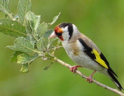 Vanuit de kijkhut bij Diependal (vloeivelden van de voormalige aardappelmeelfabriek bij Oranje) zagen we eensklaps deze putter in een struik.
Ik plaats deze foto vanwege de pracht van deze vogel in een bovendien geslaagde compositie.
