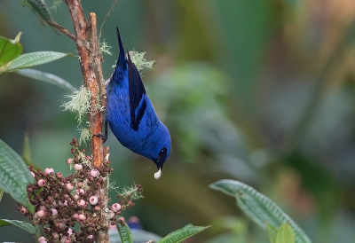 <i class='fa fa-user'></i> charlysax |   Blauw-zwarte Tangare  <i class='fa fa-eye'> 183</i>  <i class='fa fa-thumbs-up'> 8</i>   <i class='fa fa-comment-o'> 4</i>