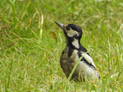 Met de auto op pad naar het natuurgebied de Stille Kern, toen deze specht in de berm landde. Snel uitgestapt om een foto te nemen.