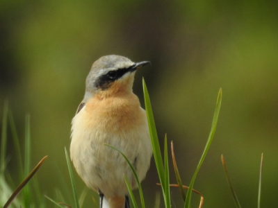 Foto is genomen in het natuurgebied Het Zaanse Rietveld in Alphen aan den Rijn. Deze vogel heb ik in al die jaren dat ik er nu kom slechts eenmaal gezien.