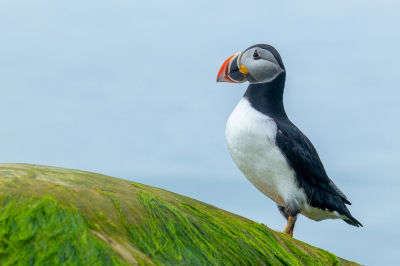 <i class='fa fa-user'></i> Arjen Drost |   Papegaaiduiker  <i class='fa fa-eye'> 262</i>  <i class='fa fa-thumbs-up'> 2</i>   <i class='fa fa-comment-o'> 7</i>