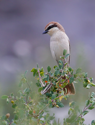 <i class='fa fa-user'></i> Ben Reitsma |   Turkestaanse Klauwier  <i class='fa fa-eye'> 298</i>  <i class='fa fa-thumbs-up'> 8</i>   <i class='fa fa-comment-o'> 8</i>