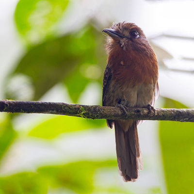 <i class='fa fa-user'></i> charlysax |   Knevelbaardkoekoek  <i class='fa fa-eye'> 147</i>   <i class='fa fa-comment-o'> 0</i>