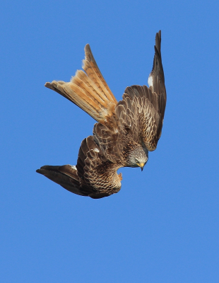 <i class='fa fa-user'></i> horneman69 |   Rode Wouw  <i class='fa fa-eye'> 408</i>  <i class='fa fa-thumbs-up'> 2</i>   <i class='fa fa-comment-o'> 5</i>