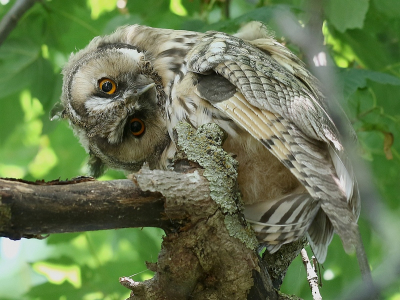 <i class='fa fa-user'></i> Rene en George |   Ransuil  <i class='fa fa-eye'> 368</i>  <i class='fa fa-thumbs-up'> 14</i>   <i class='fa fa-comment-o'> 9</i>