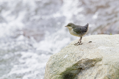 <i class='fa fa-user'></i> Ben Reitsma |   Waterspreeuw  <i class='fa fa-eye'> 288</i>  <i class='fa fa-thumbs-up'> 5</i>   <i class='fa fa-comment-o'> 5</i>