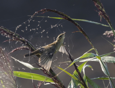 <i class='fa fa-user'></i> Bert Ooms |   Rietzanger  <i class='fa fa-eye'> 364</i>  <i class='fa fa-thumbs-up'> 14</i>   <i class='fa fa-comment-o'> 5</i>