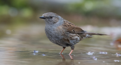 Deze Heggenmus was net aan het badderen geweest, de druppels vallen nog in het wgin tuinhut