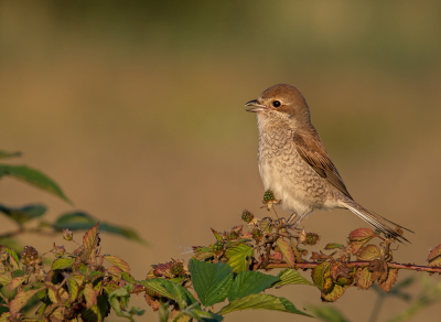 <i class='fa fa-user'></i> Hillebrand Keun |   Grauwe Klauwier  <i class='fa fa-eye'> 339</i>  <i class='fa fa-thumbs-up'> 11</i>   <i class='fa fa-comment-o'> 10</i>