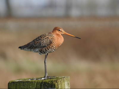 In het natuurgebied het Zaanse Rietveld in Alphen aan den Rijn deze foto gemaakt. 
Grutto landde voor een paar tellen op deze paal.