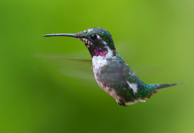 <i class='fa fa-user'></i> charlysax |   Witbuikboself  <i class='fa fa-eye'> 321</i>  <i class='fa fa-thumbs-up'> 22</i>   <i class='fa fa-comment-o'> 10</i>