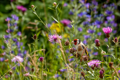 <i class='fa fa-user'></i> jacolienl |   Putter  <i class='fa fa-eye'> 195</i>  <i class='fa fa-thumbs-up'> 3</i>   <i class='fa fa-comment-o'> 10</i>