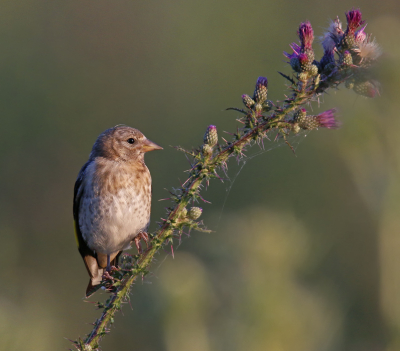 <i class='fa fa-user'></i> Gejo Wassink |   Putter  <i class='fa fa-eye'> 171</i>  <i class='fa fa-thumbs-up'> 3</i>   <i class='fa fa-comment-o'> 9</i>